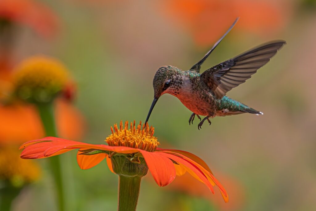 A vibrant garden bed overflowing with various red flowers with a hummingbird hovering near one of the blooms