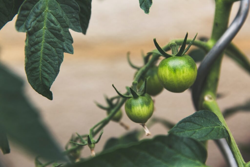 Close-up of a thriving tomato plant laden with ripe red and unripe green tomatoes supported by a branch trellis