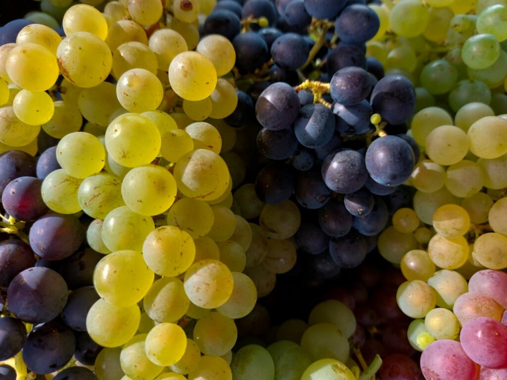 An infographic comparing the nutritional values per 100g of fresh grapes and raisins highlighting calories sugar fiber a