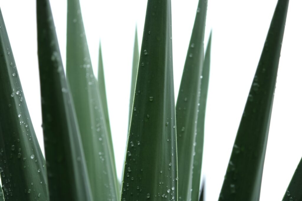 A close-up of fresh Aloe Vera leaves a small bowl of Aloe Vera gel and small containers of Vaseline baby oil and whole c
