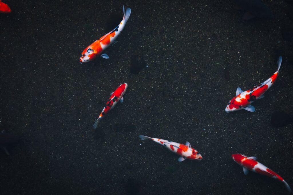 A sequence of colorful cartoon fish each with a slightly different color or pattern arranged in a clear pattern with the