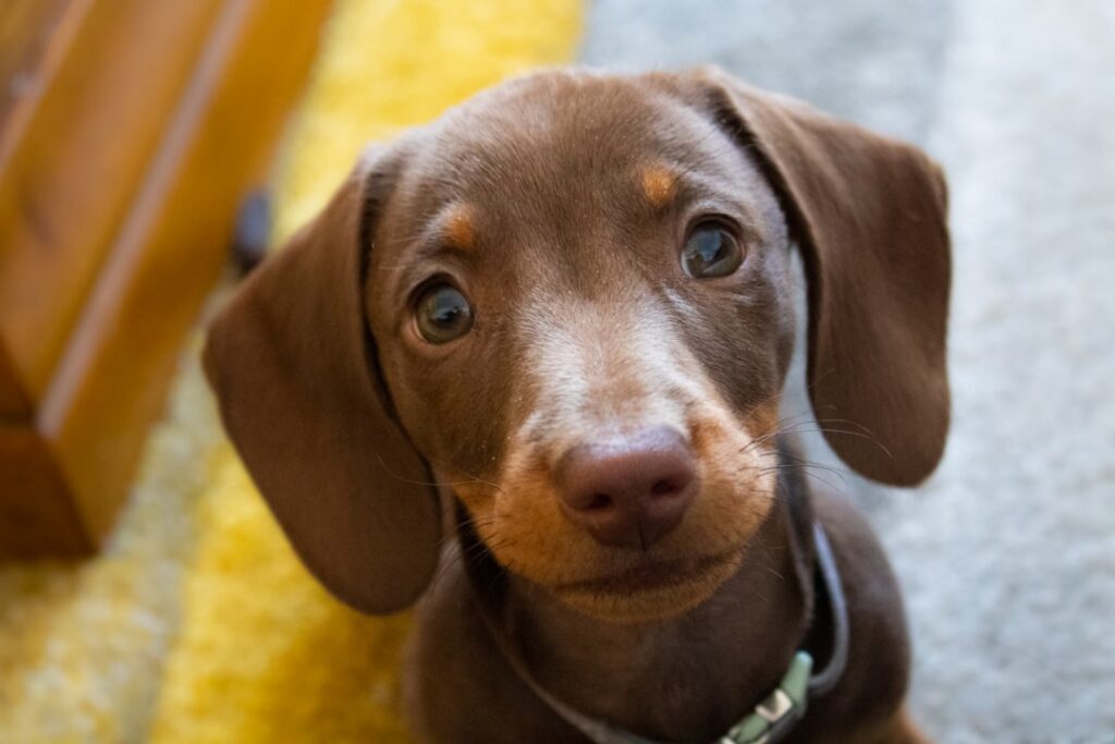 A cute dachshund puppy s face partially obscured or with a clearly visible missing puzzle piece in the image set against