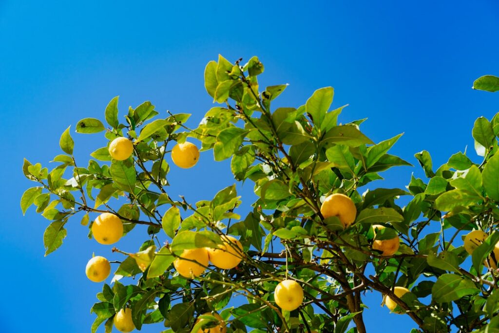 An infographic illustrating the benefits of companion planting for fruit trees showing examples of plants that deter pes