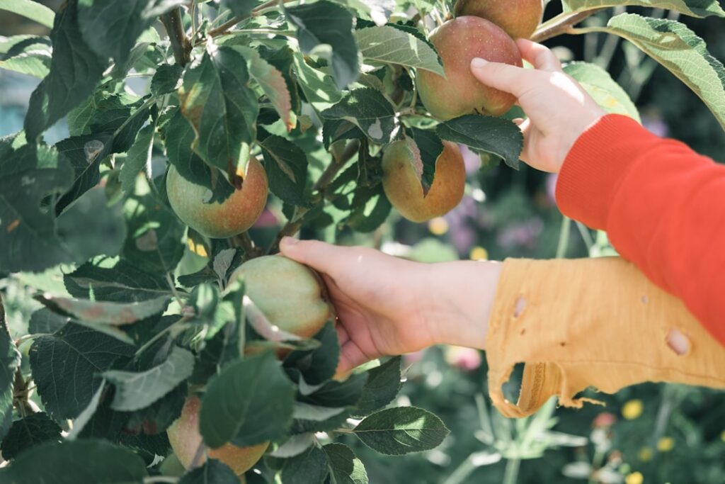 A gardener carefully pruning a fruit tree with proper tools demonstrating a clear cut on a branch The tree looks healthy