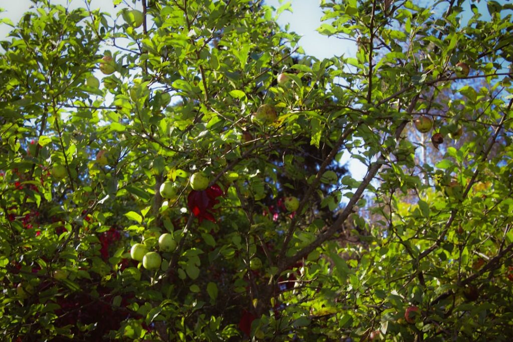 A person carefully pruning a young fruit tree in a sunny orchard demonstrating a clean cut