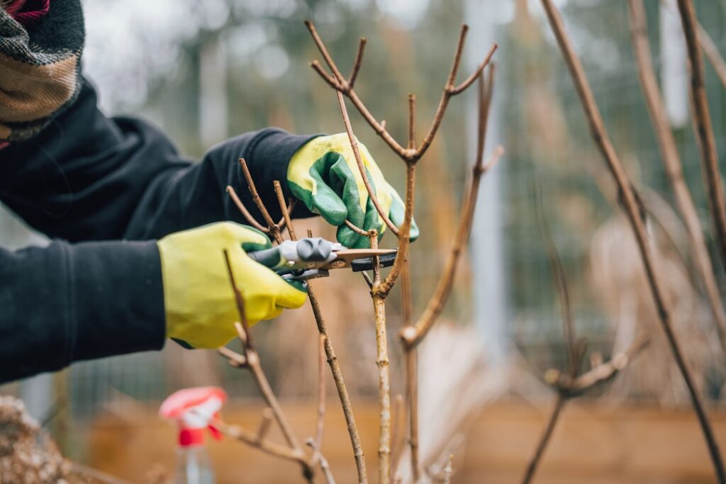 A gardener using sharp pruning shears to carefully cut a branch from a dormant deciduous tree in late winter with a focu
