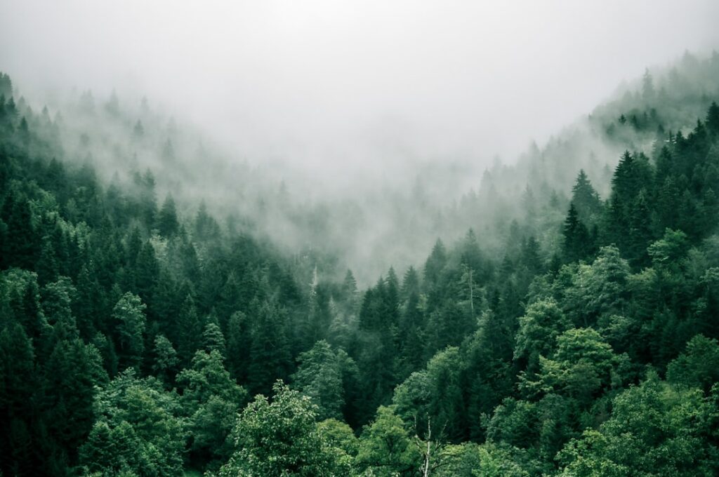A serene image of someone taking a deep breath in a natural green outdoor setting symbolizing lung health and fresh air