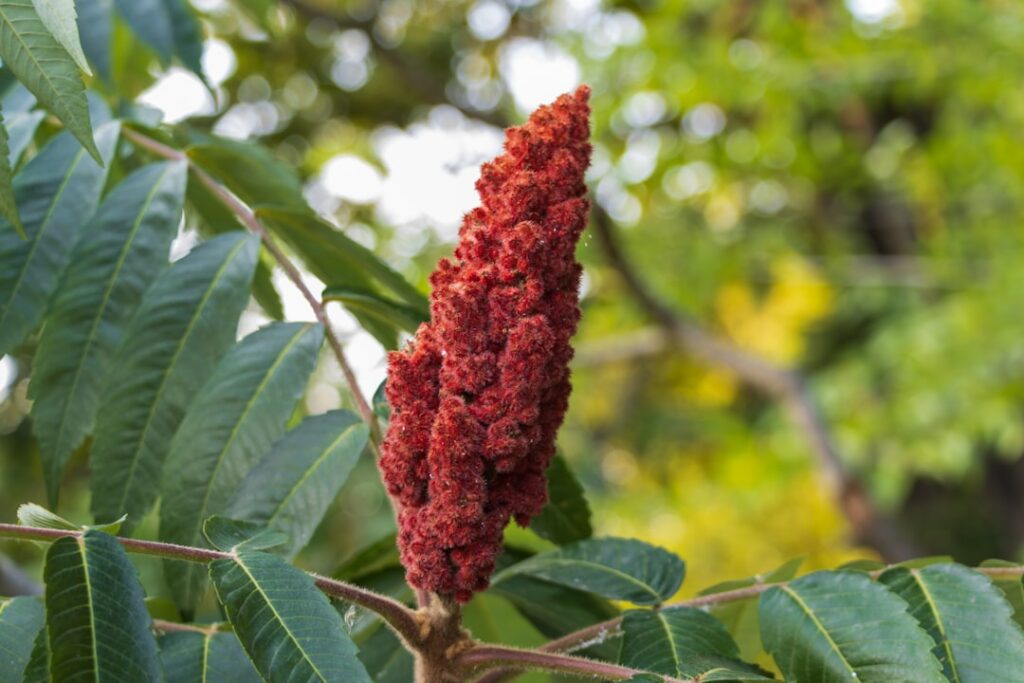 A close-up of a cup of freshly prepared sumac tea with a fine mesh strainer next to it to show the straining process