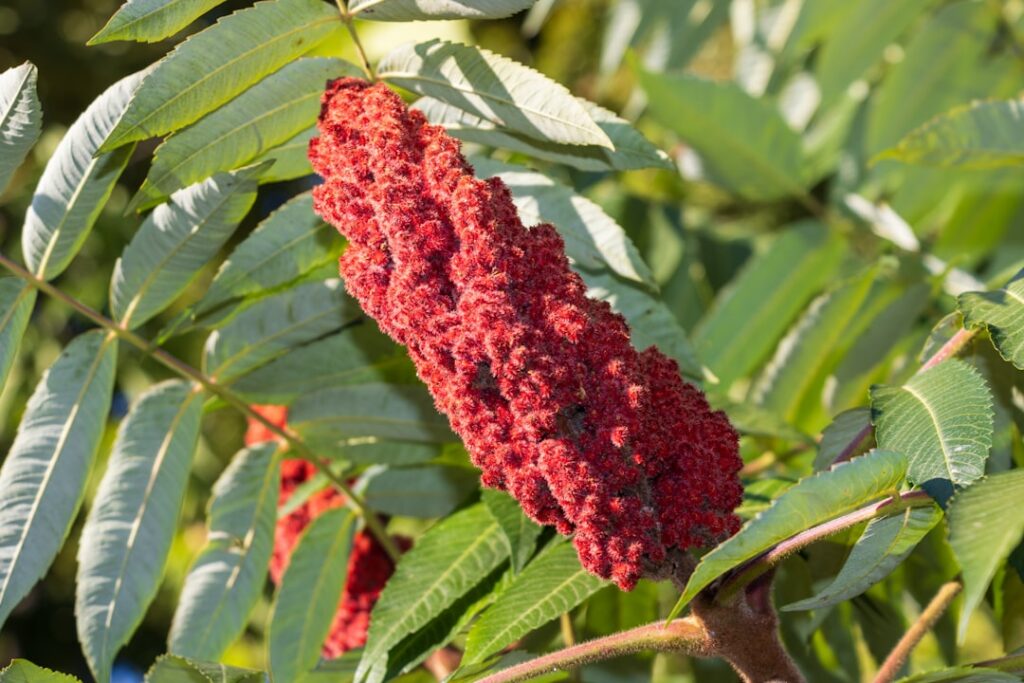 A vibrant sumac plant with distinct red conical berries showing its natural growth and appearance
