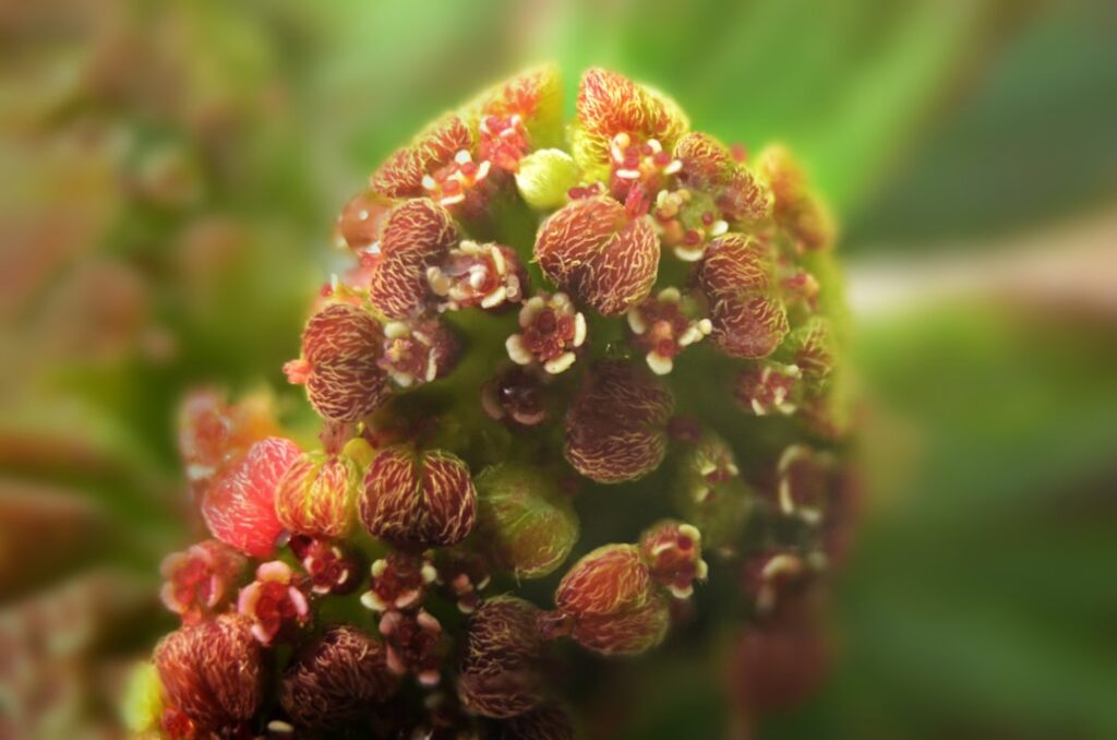 Close-up of fresh Euphorbia hirta leaves and stems ready for harvesting