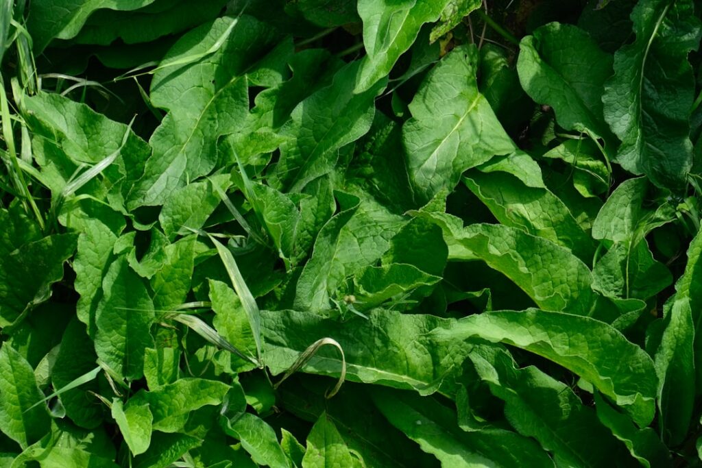 Close-up of fresh broadleaf plantain leaves with distinct parallel veins perhaps freshly harvested and cleaned ready for