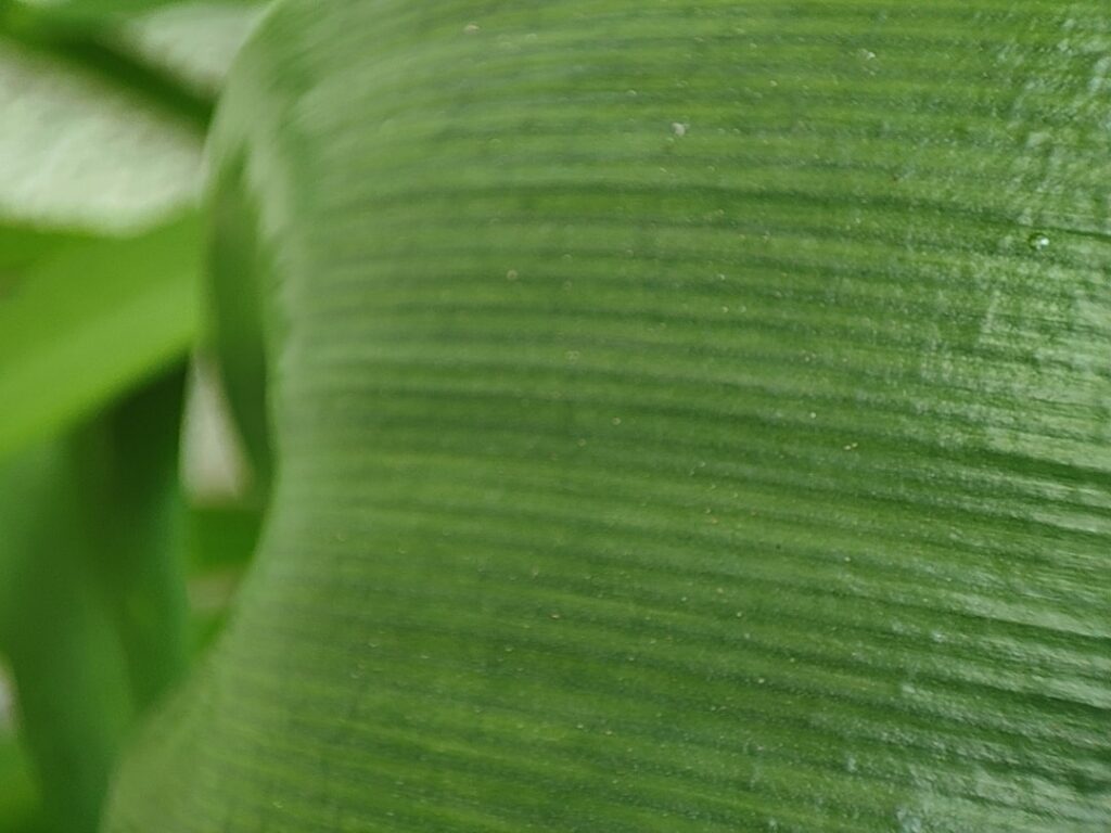 A small freshly prepared broadleaf plantain poultice on a piece of gauze ready to be applied to skin