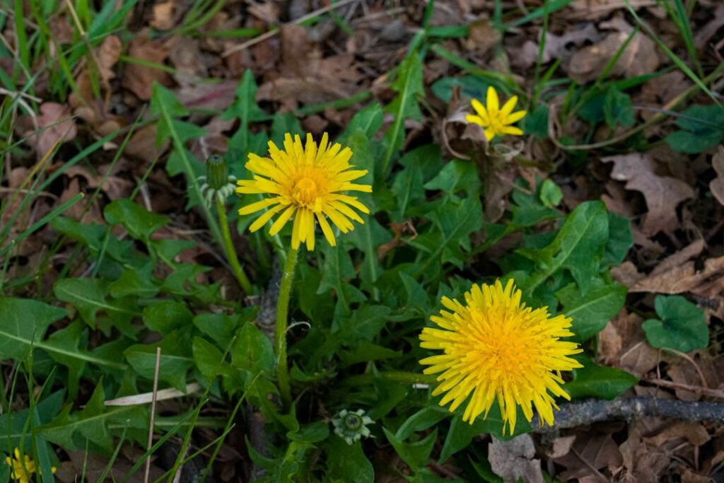 A close-up of a fresh dandelion plant with yellow flowers broad green leaves and visible roots showing it growing in nat