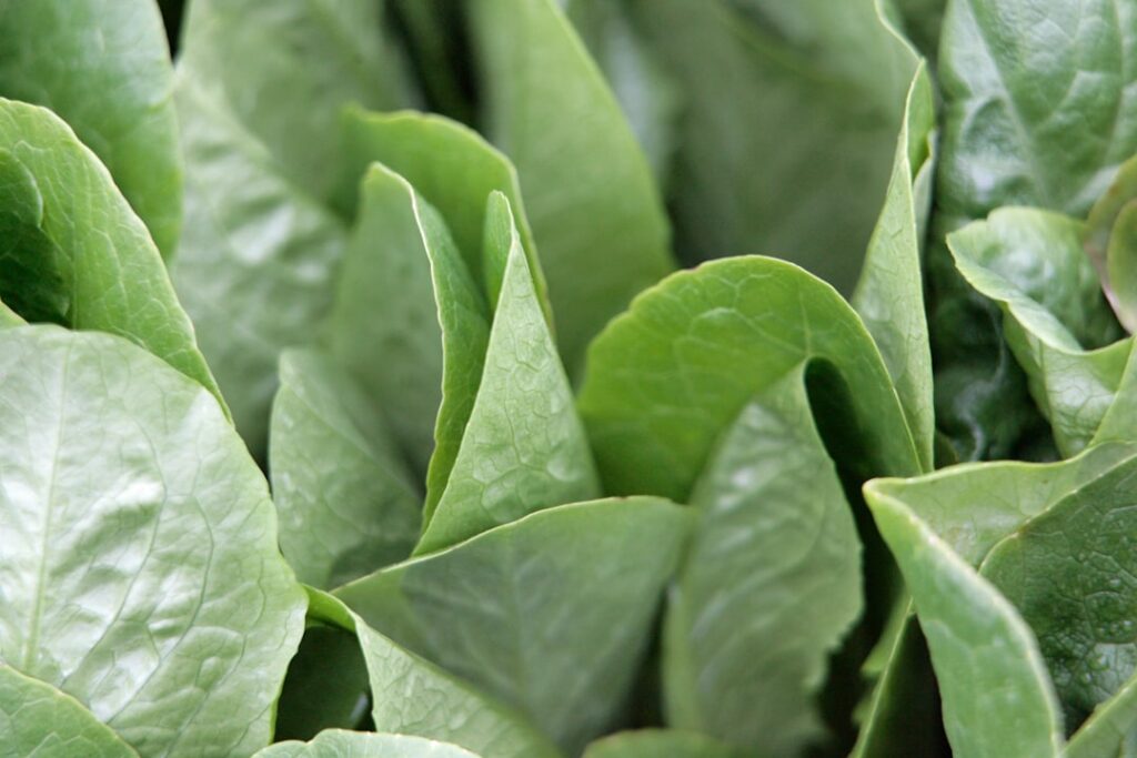 A close-up of fresh plantain leaves showing their distinct parallel veins and broad smooth texture perhaps with dew drop