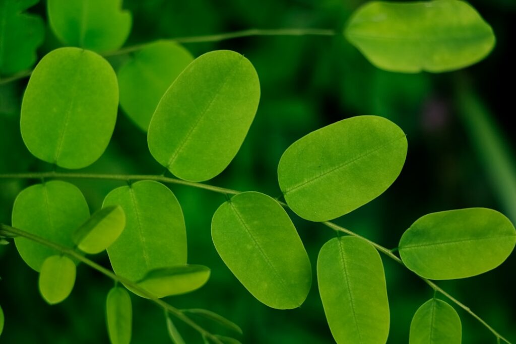 A side-by-side comparison of dried moringa leaves and vibrant green moringa powder in small bowls or jars showing textur