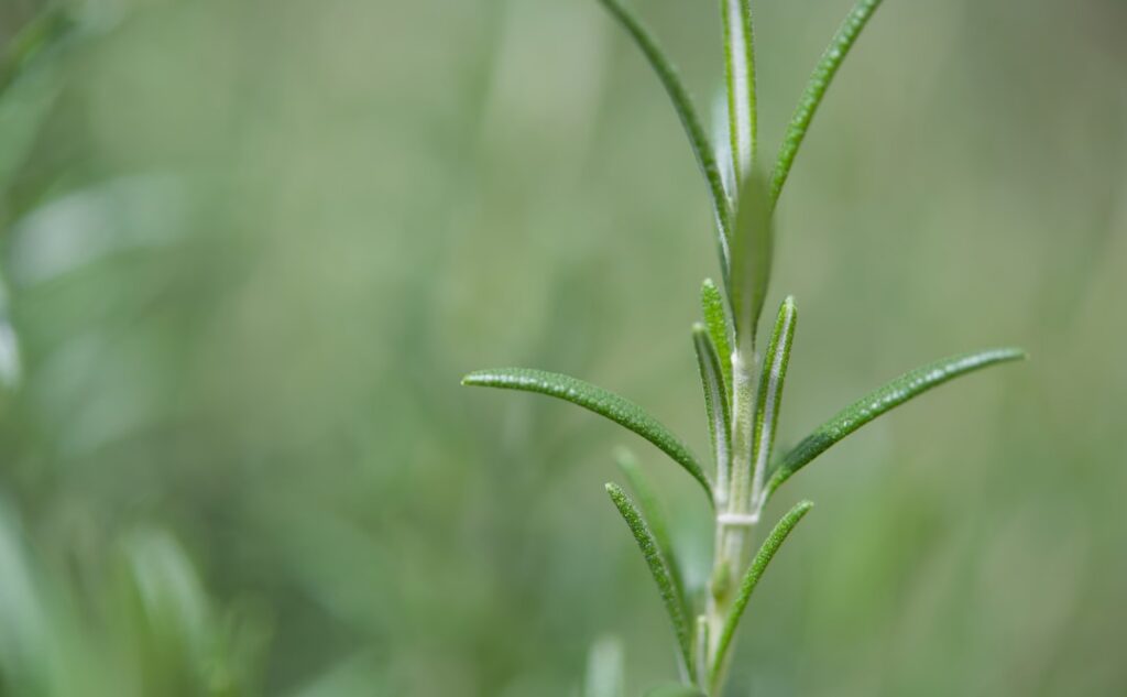 Fresh sprigs of rosemary and mint leaves possibly with a mortar and pestle or other natural ingredients