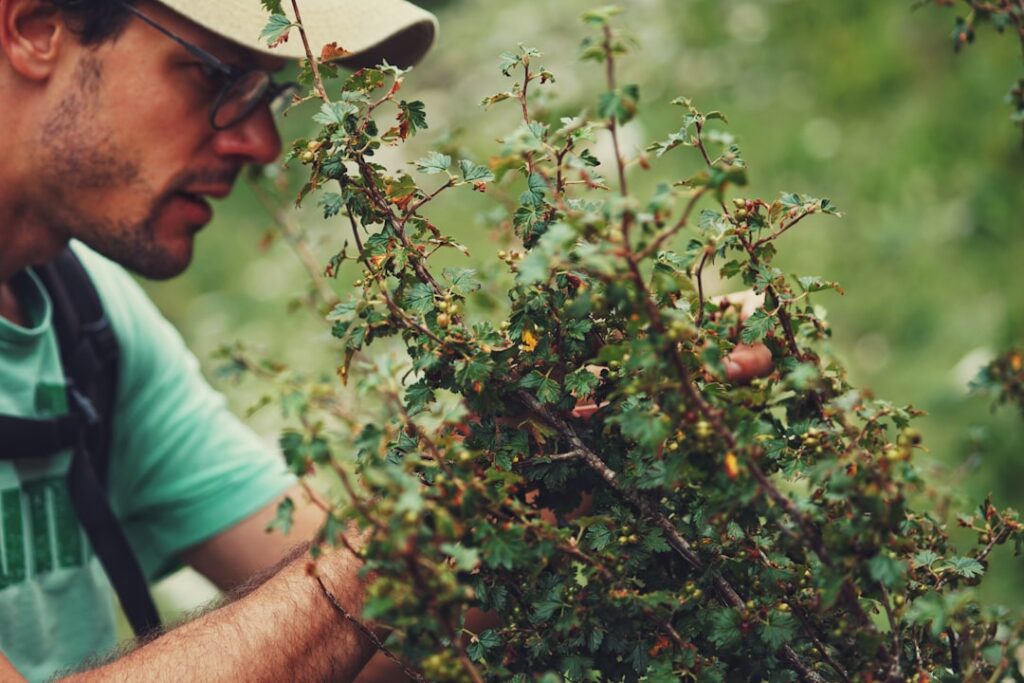 A gardener with pruning shears trimming branches off a healthy green berry bush with ripe berries visible in a sunny gar