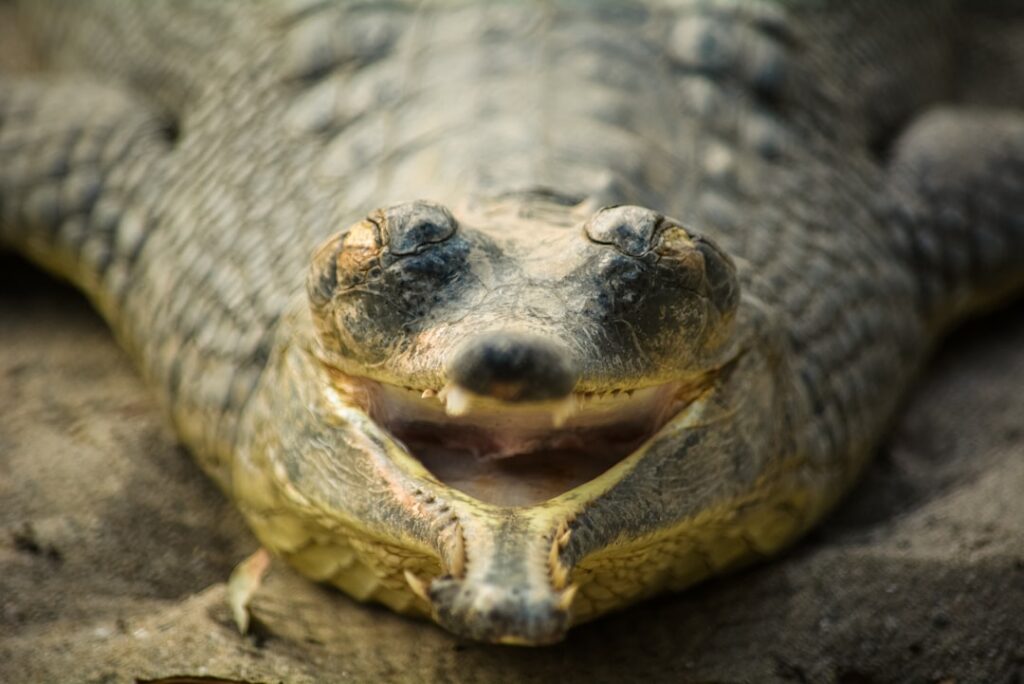 A visual representation of the four animals mentioned in the quiz a frog a crocodile a snake and a dog possibly with que