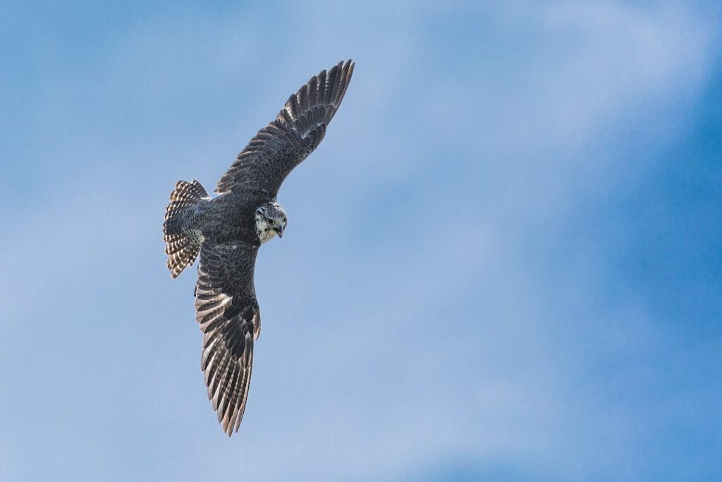 A majestic Peregrine Falcon in a stoop dive wings tucked soaring incredibly fast through the air with a blurred backgrou