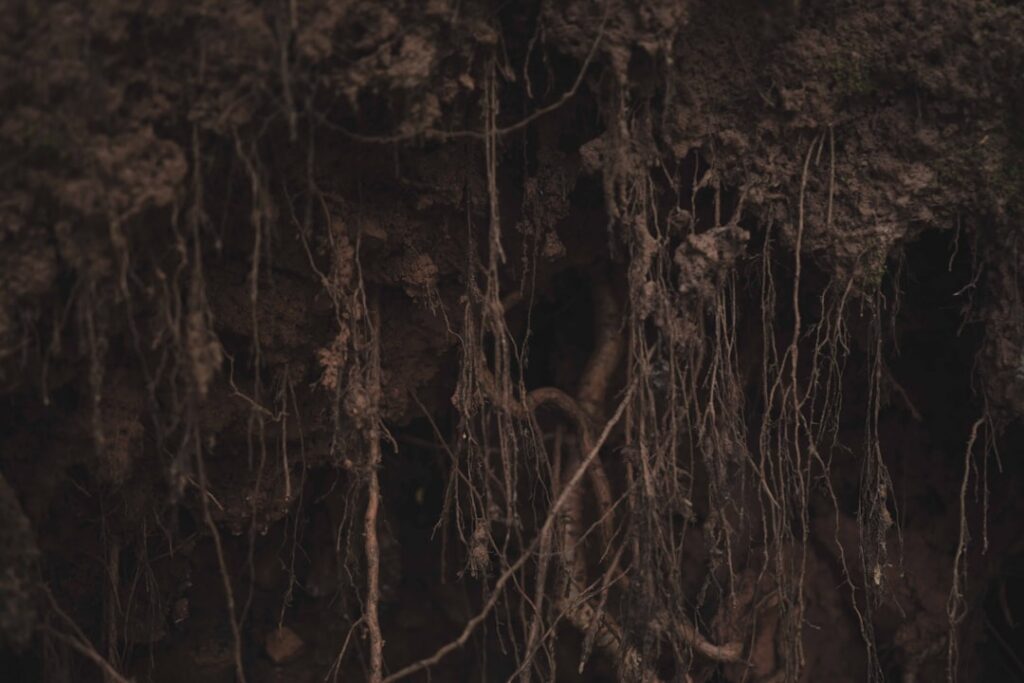 A close-up of a gardener carefully spreading bare roots over a soil mound in a planting hole