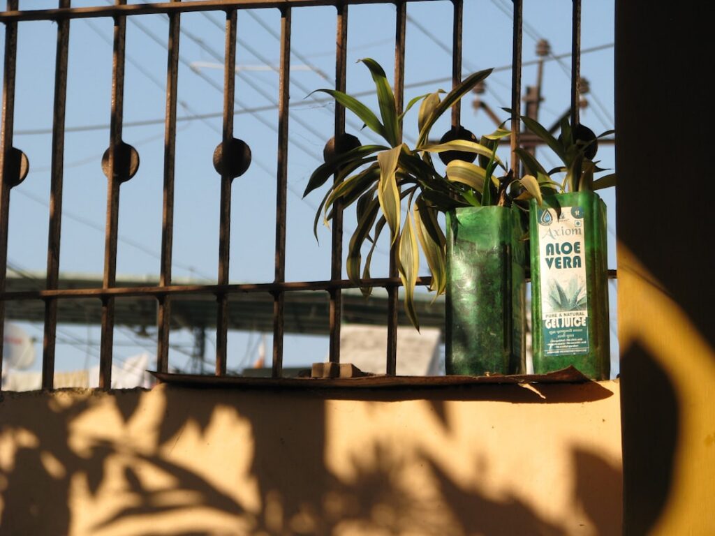 Hands gently straining a green liquid freshly made aloe vera oil into a small glass bottle through a fine mesh sieve or 