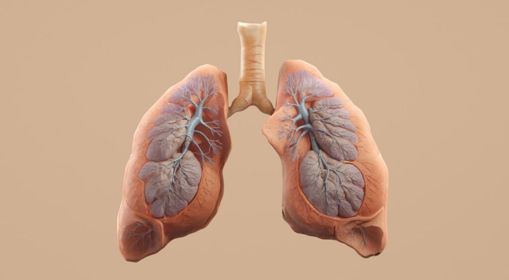 A split image or infographic comparing the healthy lungs and heart of a non-smoker with the visibly damaged lungs and he