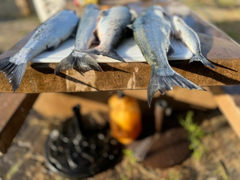 A collage or series of images showing various raw fish e g salmon cod tuna side-by-side with their cooked appetizing cou