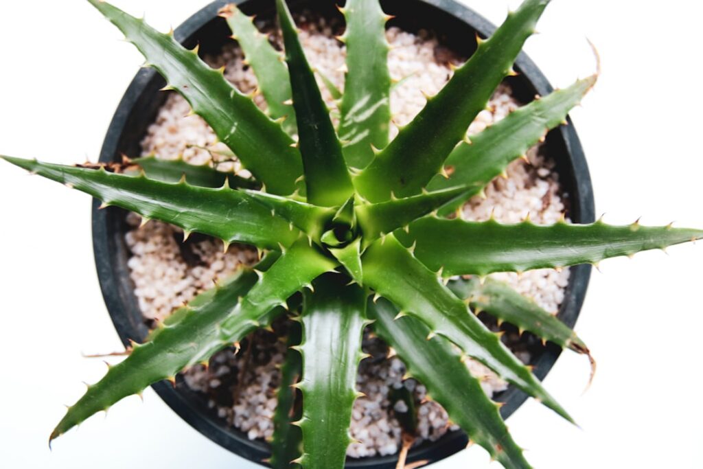 A vibrant healthy aloe vera plant in a terracotta pot with several thick green leaves The background is softly blurred s