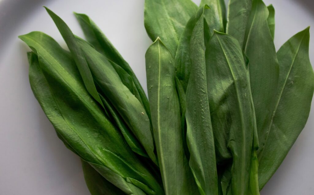 Close-up of fresh plantain leaves being gently torn or chopped on a cutting board ready for tea or oil infusion
