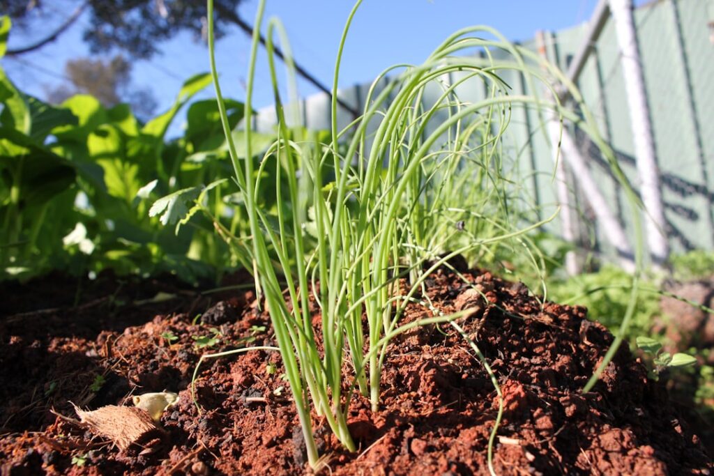 A close-up shot of hands carefully planting small onion sets into well-prepared garden soil with other young onion plant