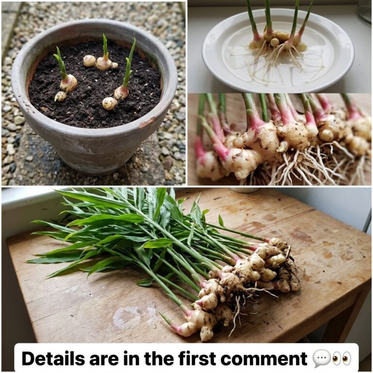 A four-panel collage visually depicting the process of growing ginger at home Panel 1 ginger rhizomes with young green s