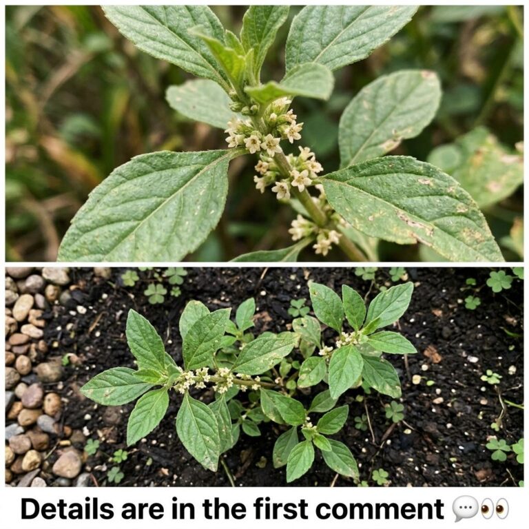 A close-up and wider view of a Yarrow plant with tiny white flowers and rough leaves growing in dark soil with pebbles a