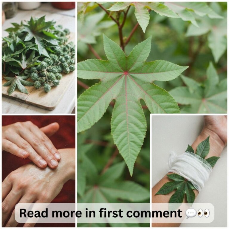 A four-panel collage showing castor plant leaves and seed pods on a cutting board a close-up of a leaf with red veins ha