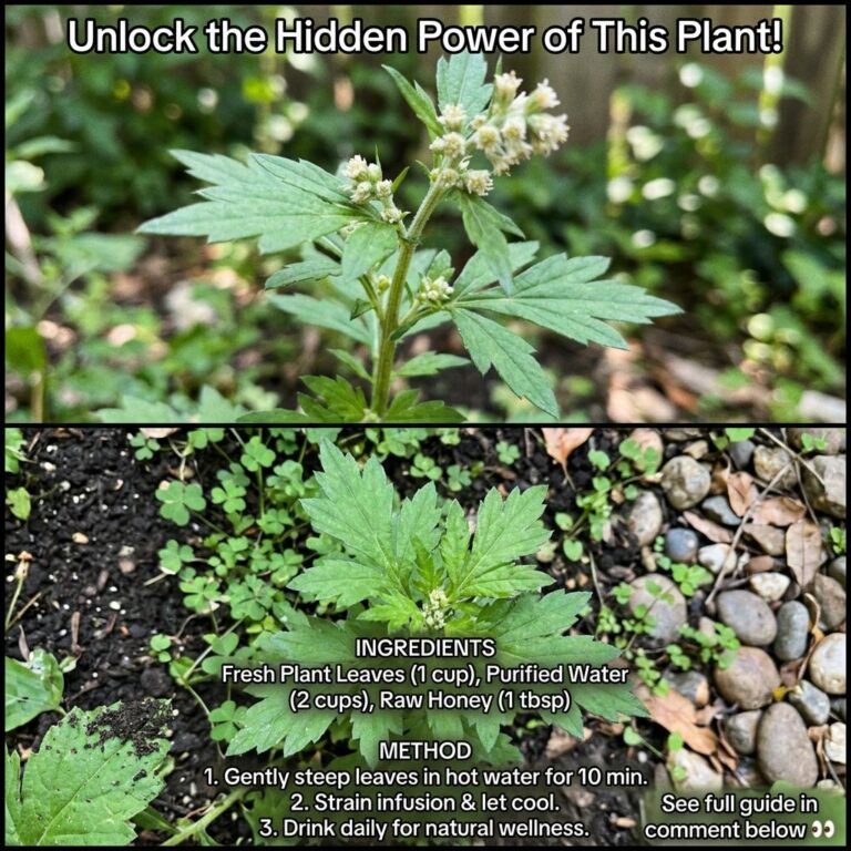 A two-panel vertical diptych featuring a green herbaceous plant The top panel shows a close-up of the plant s upper stem