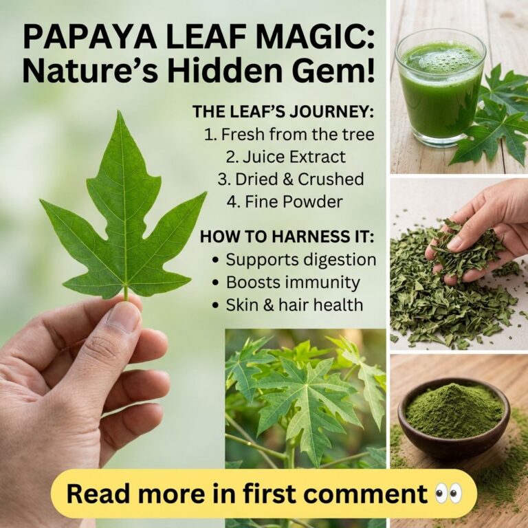 A hand holding a large fresh green papaya leaf with a collage illustrating the leaf s journey from fresh to juice dried 
