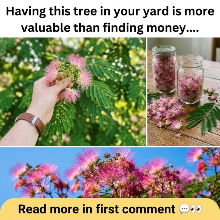 A collage image featuring prominent pink Mimosa Silk Tree flowers The top left shows a hand holding Mimosa flowers again