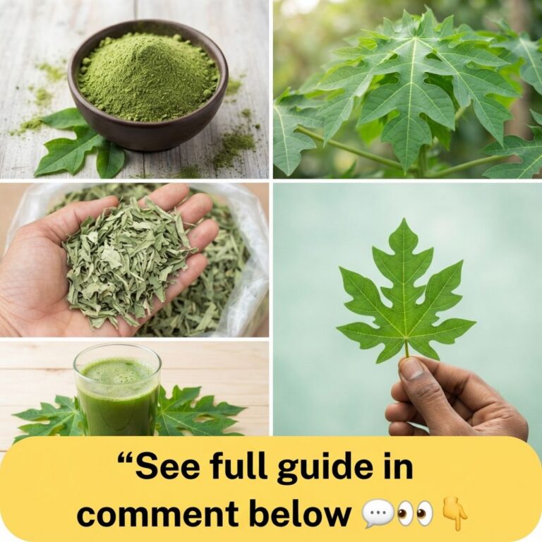 A multi-panel collage showing fresh papaya leaves on a plant dried papaya leaves in a hand a bowl of papaya leaf powder 