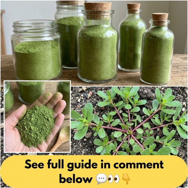 A collage showing fresh purslane plants a hand holding purslane powder and jars of dried purslane powder