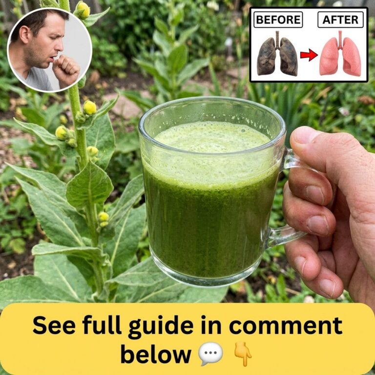 A hand holding a clear glass mug of green frothy Mullein tea with Mullein plants Verbascum thapsus in the background Ove