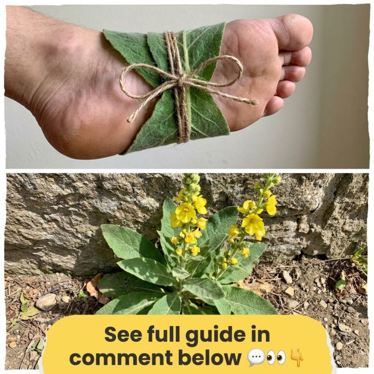 Close-up of a human foot with Mullein leaves wrapped around the arch and heel secured with natural twine