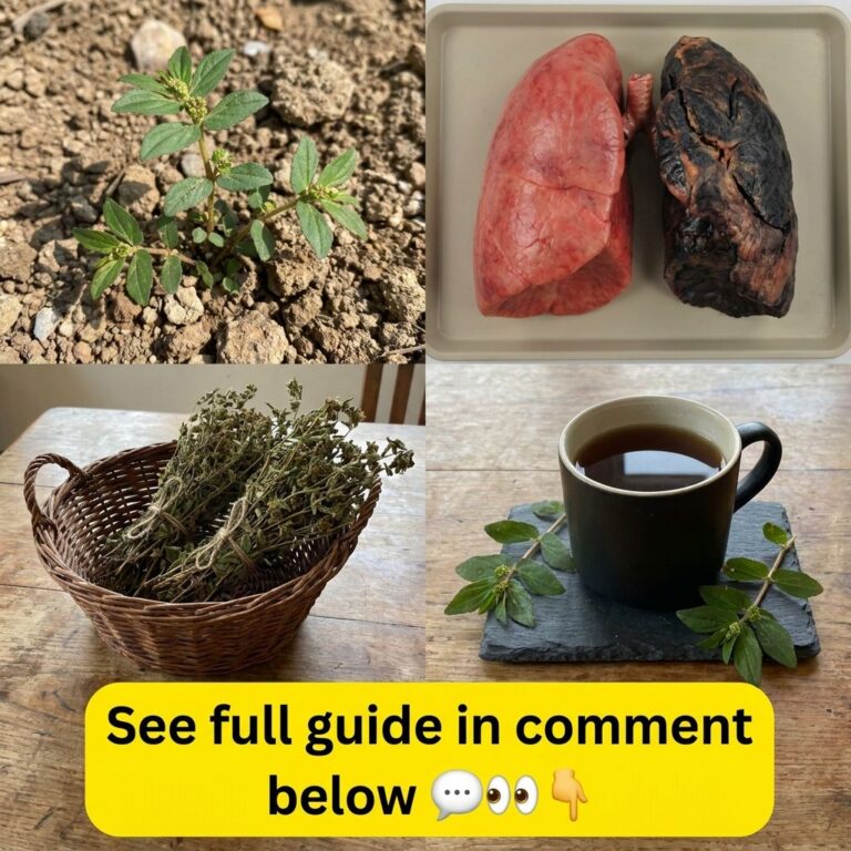 A four-panel collage featuring Euphorbia hirta plant healthy and damaged lung models dried Euphorbia hirta and a mug of 