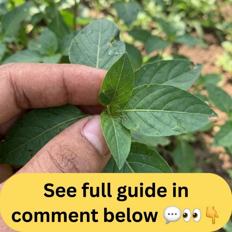 A human hand gently holding a cluster of fresh vibrant green moringa leaves with visible water droplets set against a bl