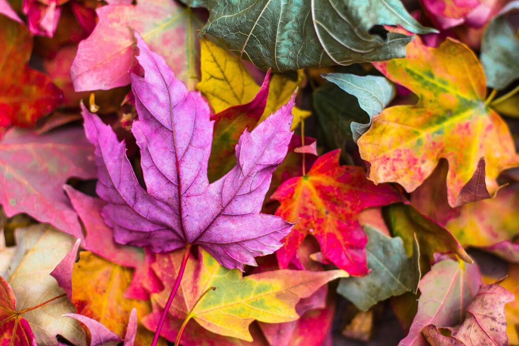 A close-up shot of vibrant red and orange maple leaves in autumn showing their characteristic lobed shape and intense co