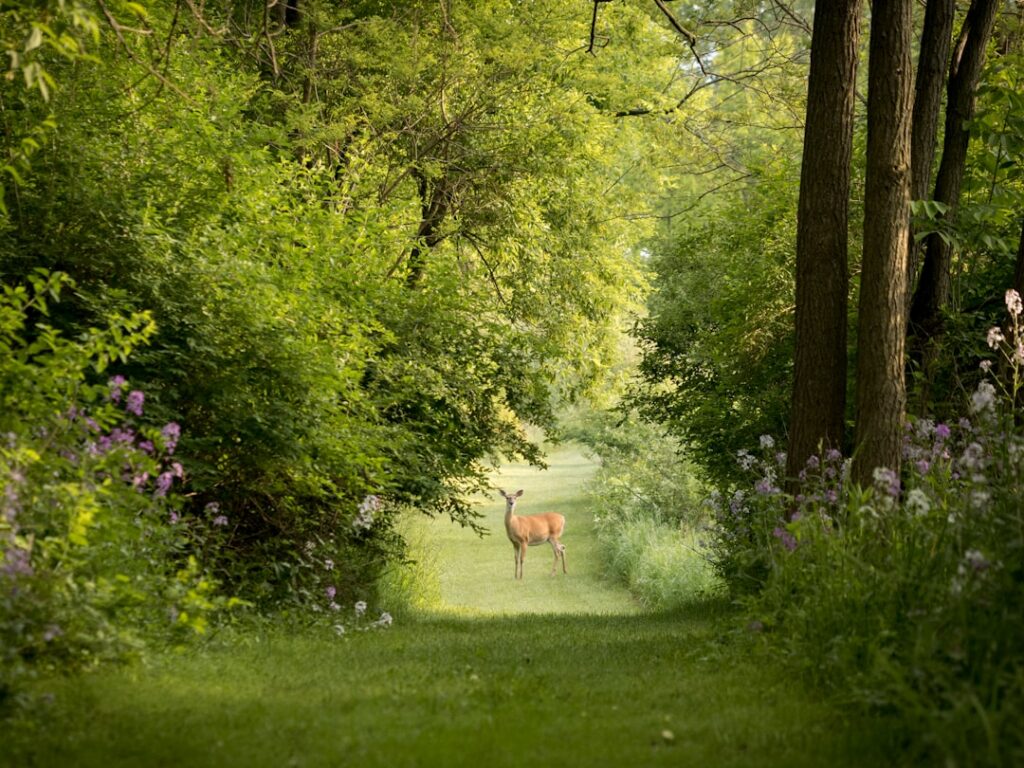 A beautiful thriving garden bed with multiple layers of plants showcasing a mix of textures and colors with deer-resista