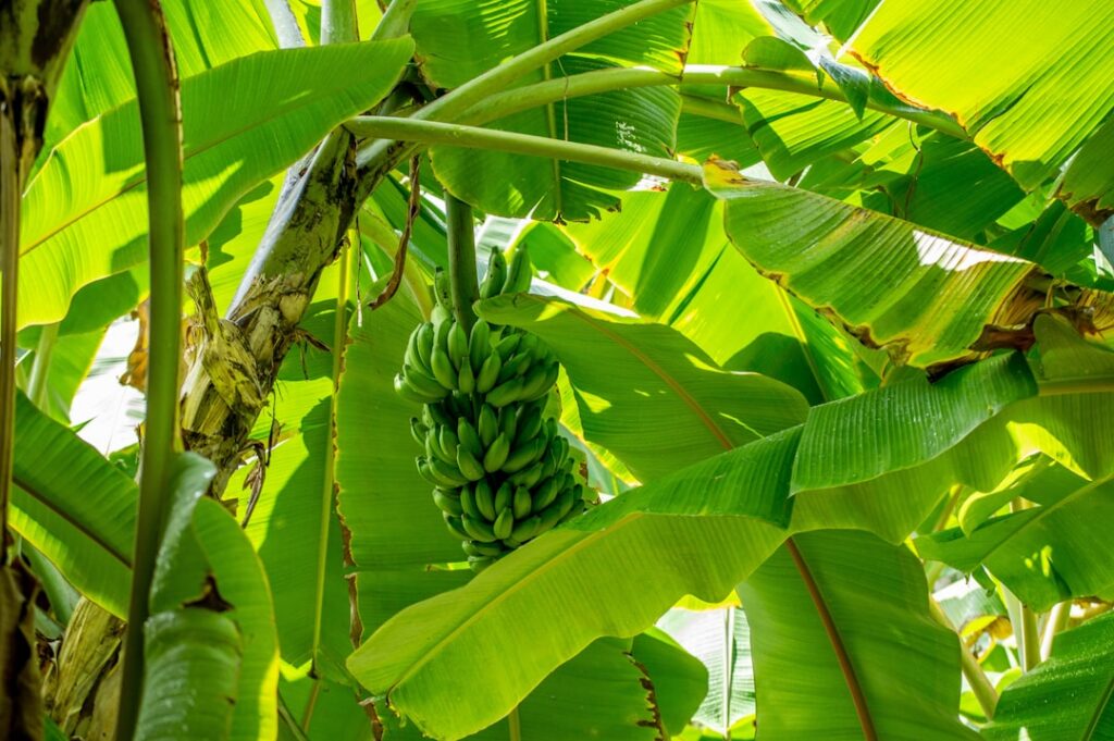 Close-up of vibrant green lemongrass stalks with a banana plant in the blurred background