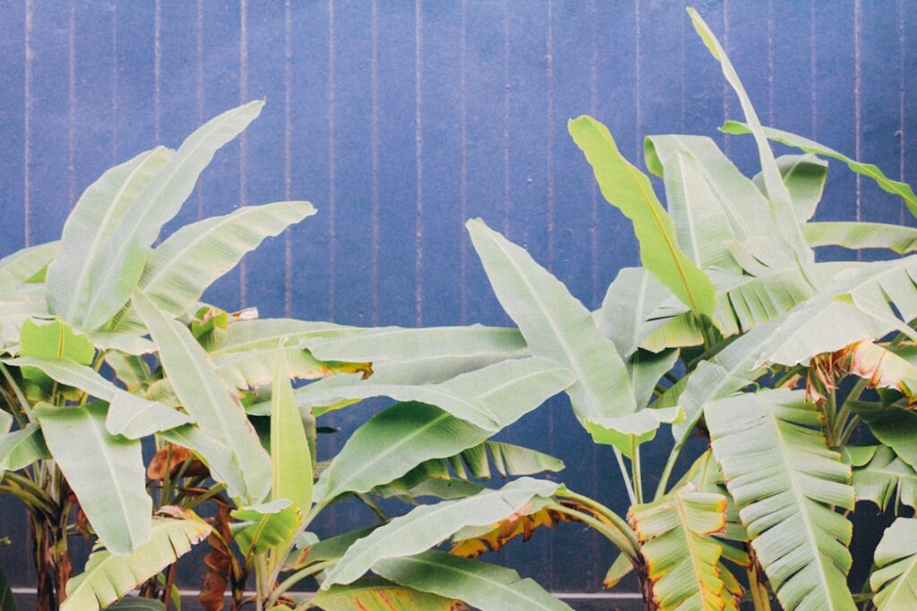 A banana plant surrounded by various companion plants like sweet potato vines marigolds and ginger all growing healthily