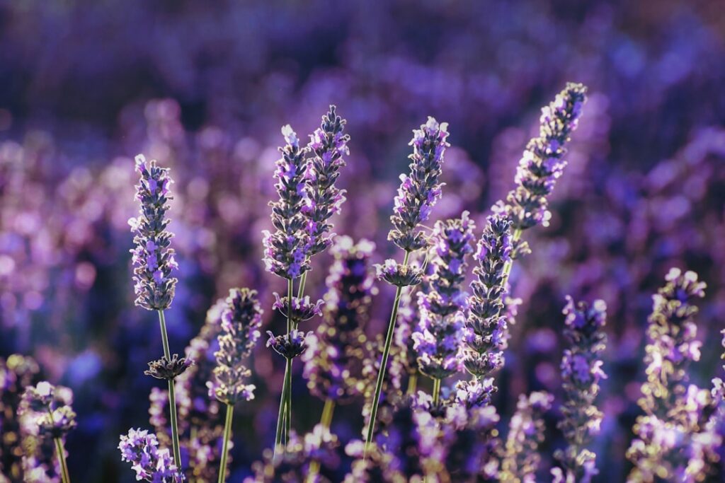 A close-up of essential oil bottles perhaps peppermint and lavender with a fresh sprig of the corresponding plant nearby