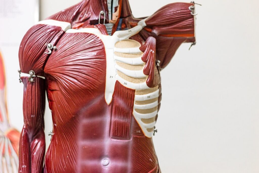 An infographic showing the different muscles of the human core including abs obliques and lower back muscles