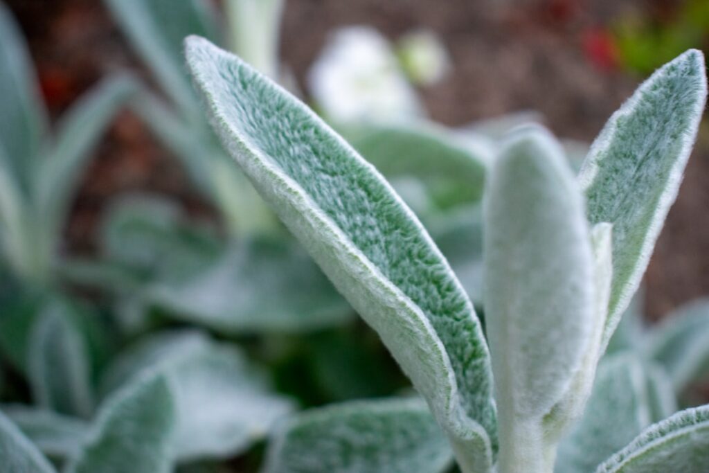 A close-up of Lamb s Ear leaves showing their soft fuzzy texture and silvery color with sunlight highlighting the detail