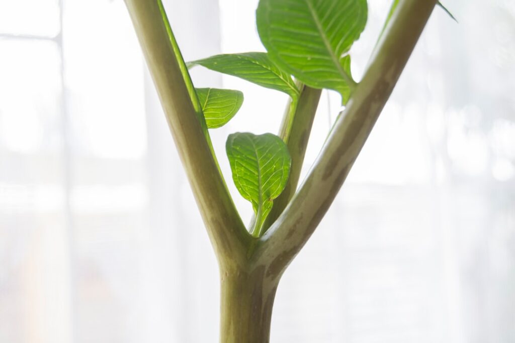 A young lemon tree sapling in a pot with healthy green leaves and new growth placed on a sunny windowsill